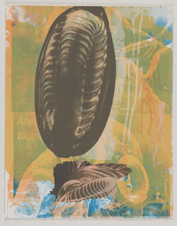 Trilobite No. 1 | Tom Christison